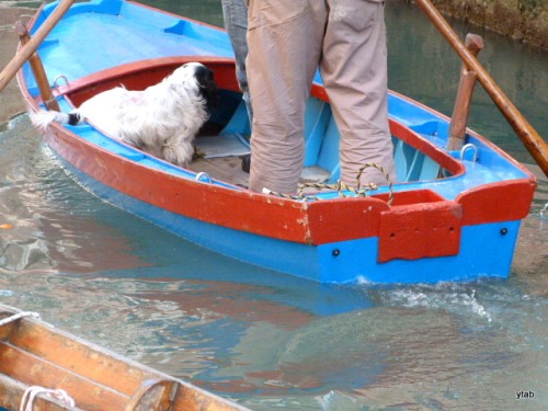 Little boat, matching dog